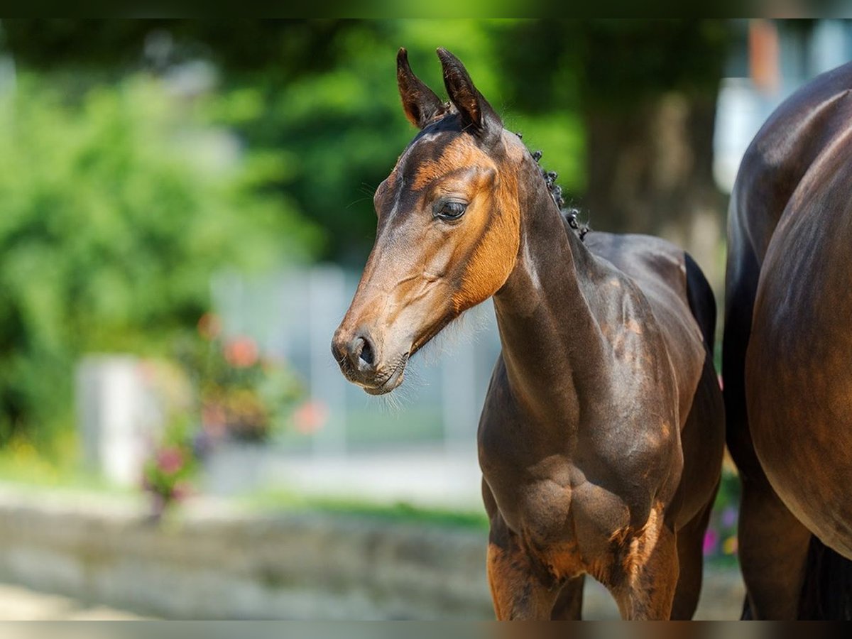 Schweizer Warmblut Hengst Fohlen (04/2024) Dunkelbrauner in Gränichen