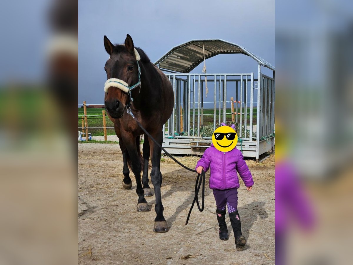 Schweizer Warmblut Stute 11 Jahre 170 cm Brauner in Pfaffnau