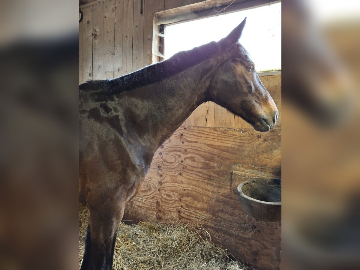 Schweizer Warmblut Stute 12 Jahre 160 cm Dunkelbrauner in Ins