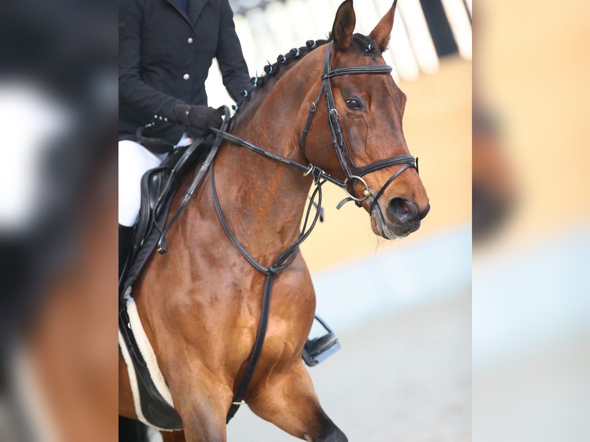 Schweizer Warmblut Stute 13 Jahre 165 cm Brauner in Rifferswil