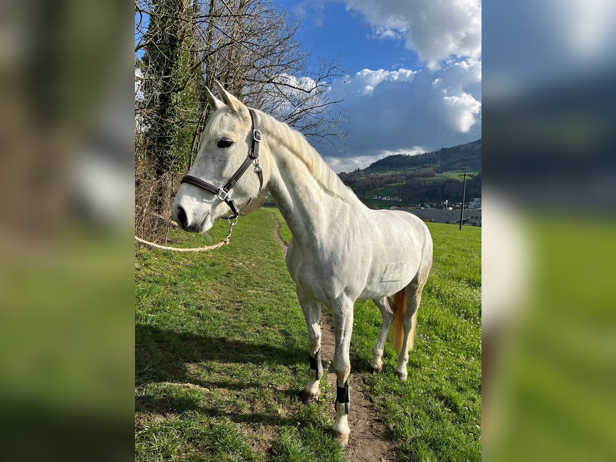 Schweizer Warmblut Stute 14 Jahre 160 cm Fliegenschimmel in Galgenen