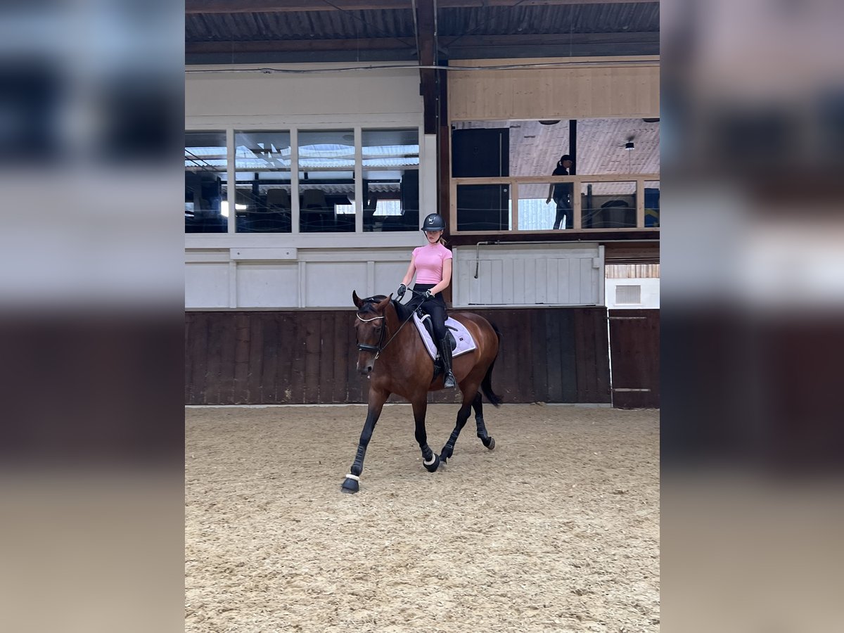 Schweizer Warmblut Stute 15 Jahre Brauner in Wollerau