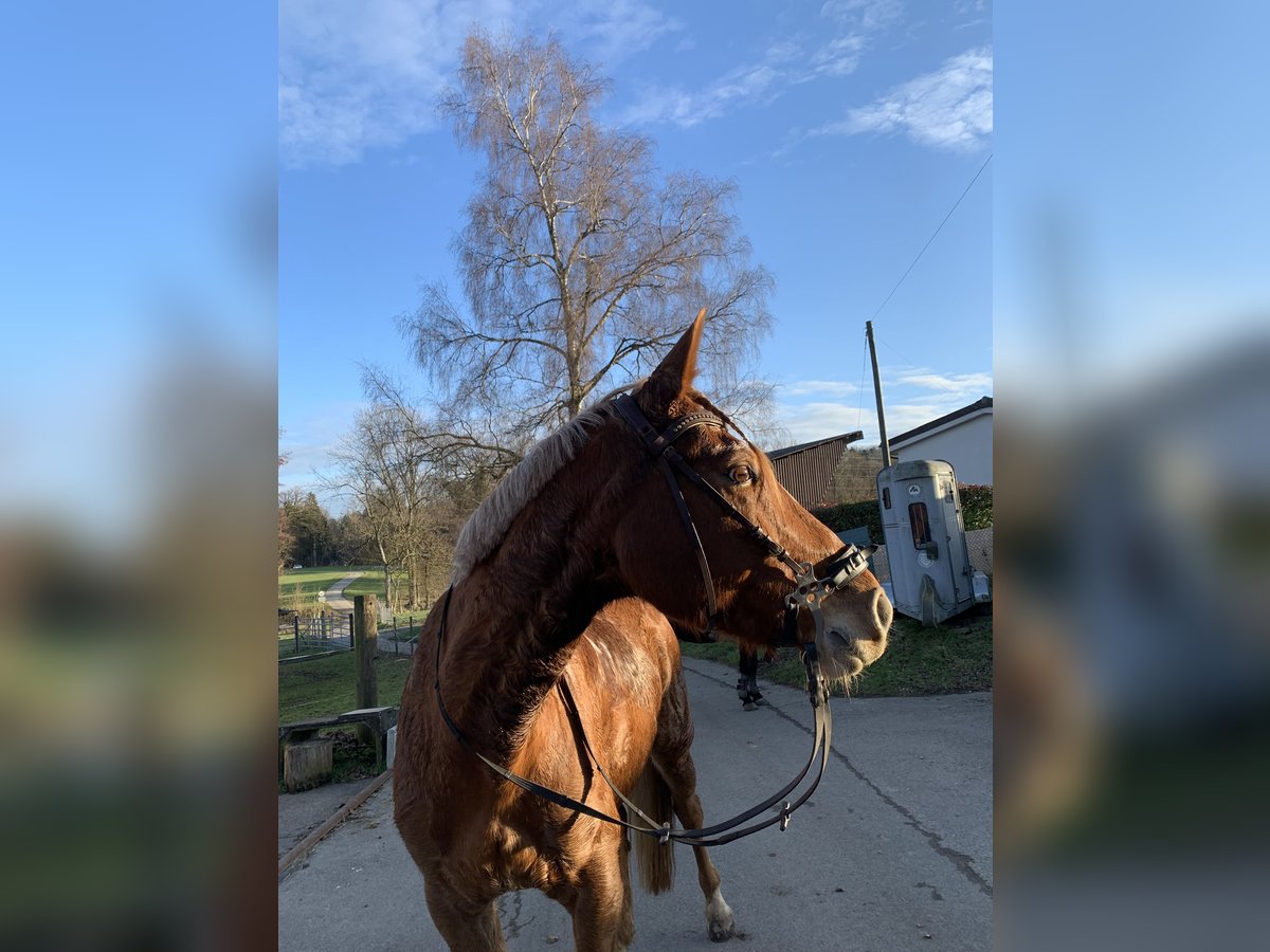 Schweizer Warmblut Stute 16 Jahre 165 cm Fuchs in Aargau