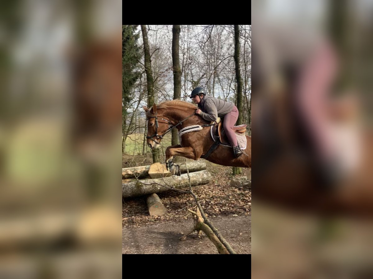 Schweizer Warmblut Stute 16 Jahre 165 cm Fuchs in Aargau