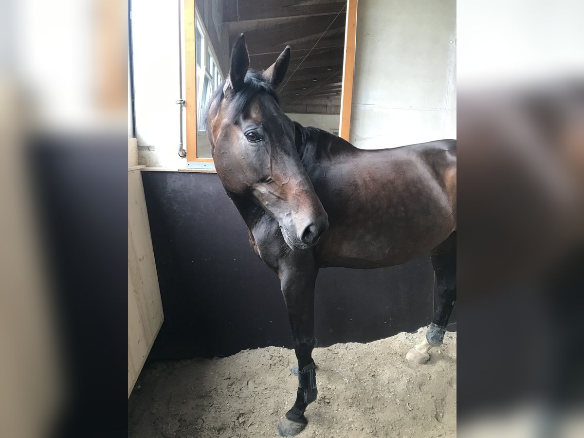 Schweizer Warmblut Stute 16 Jahre Brauner in Wil SG