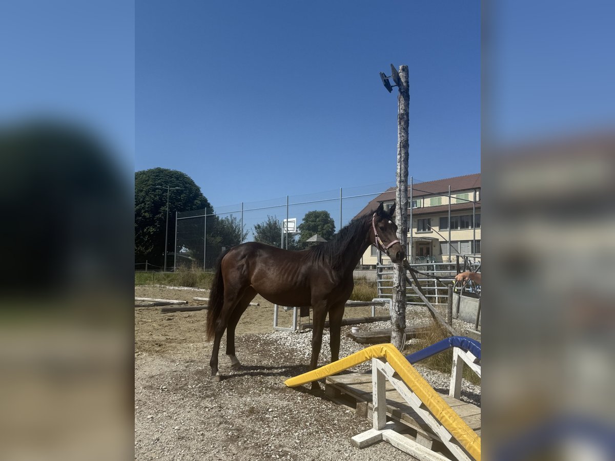 Schweizer Warmblut Stute 1 Jahr 165 cm Brauner in St. Ursen