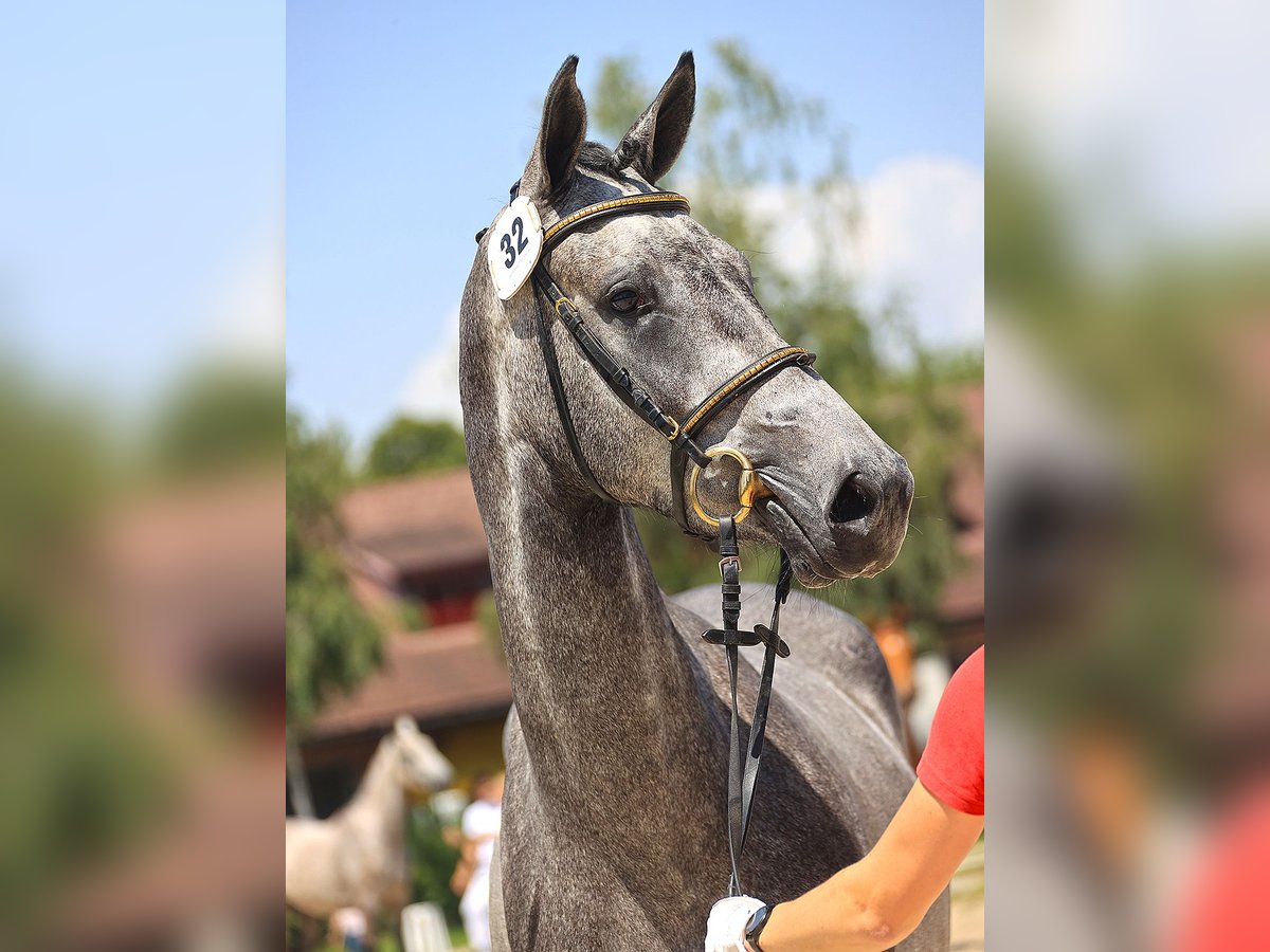 Schweizer Warmblut Stute 3 Jahre 164 cm Schimmel in Unterbach BE