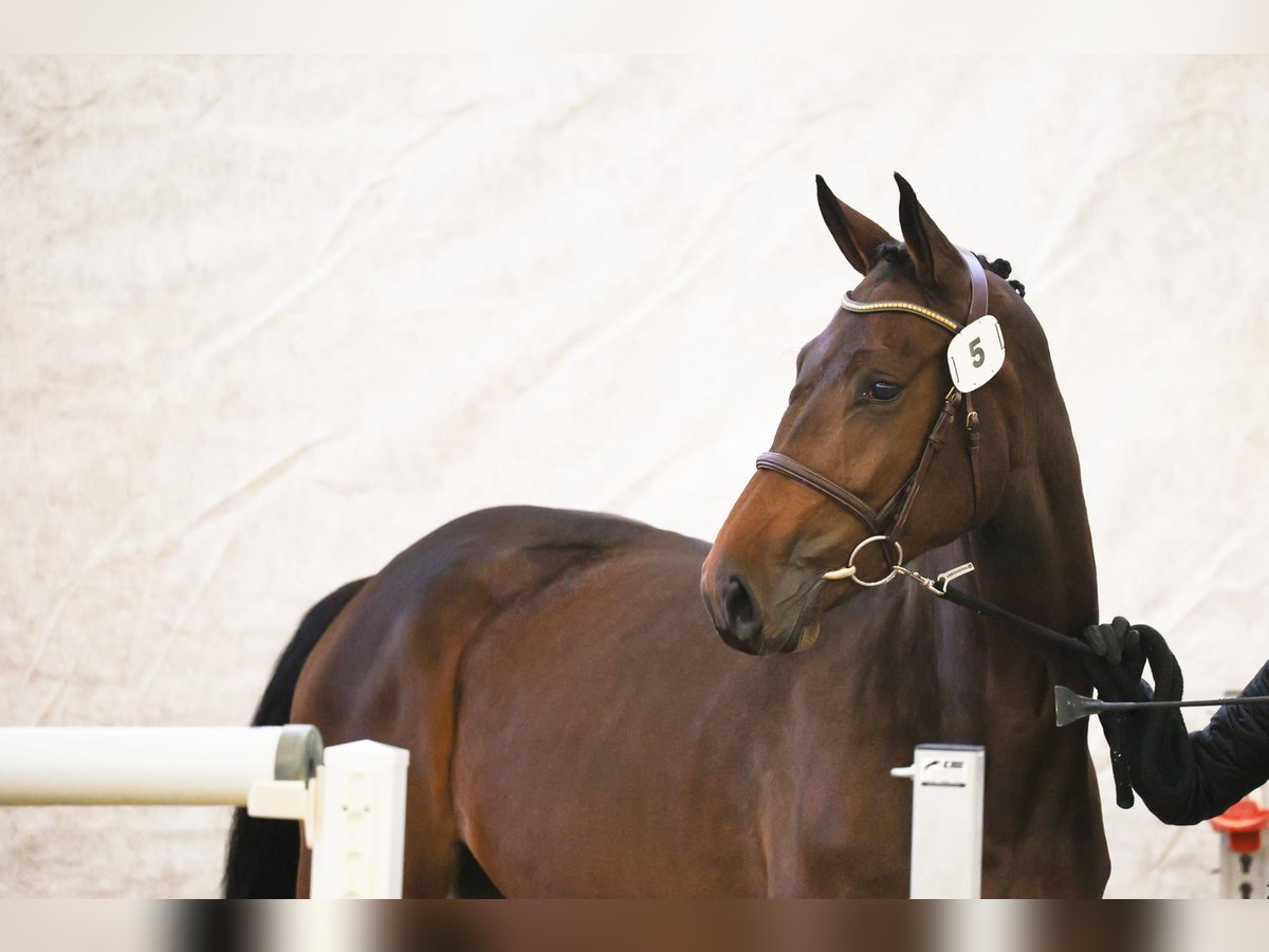 Schweizer Warmblut Stute 3 Jahre 167 cm Dunkelbrauner in Rickenbach LU