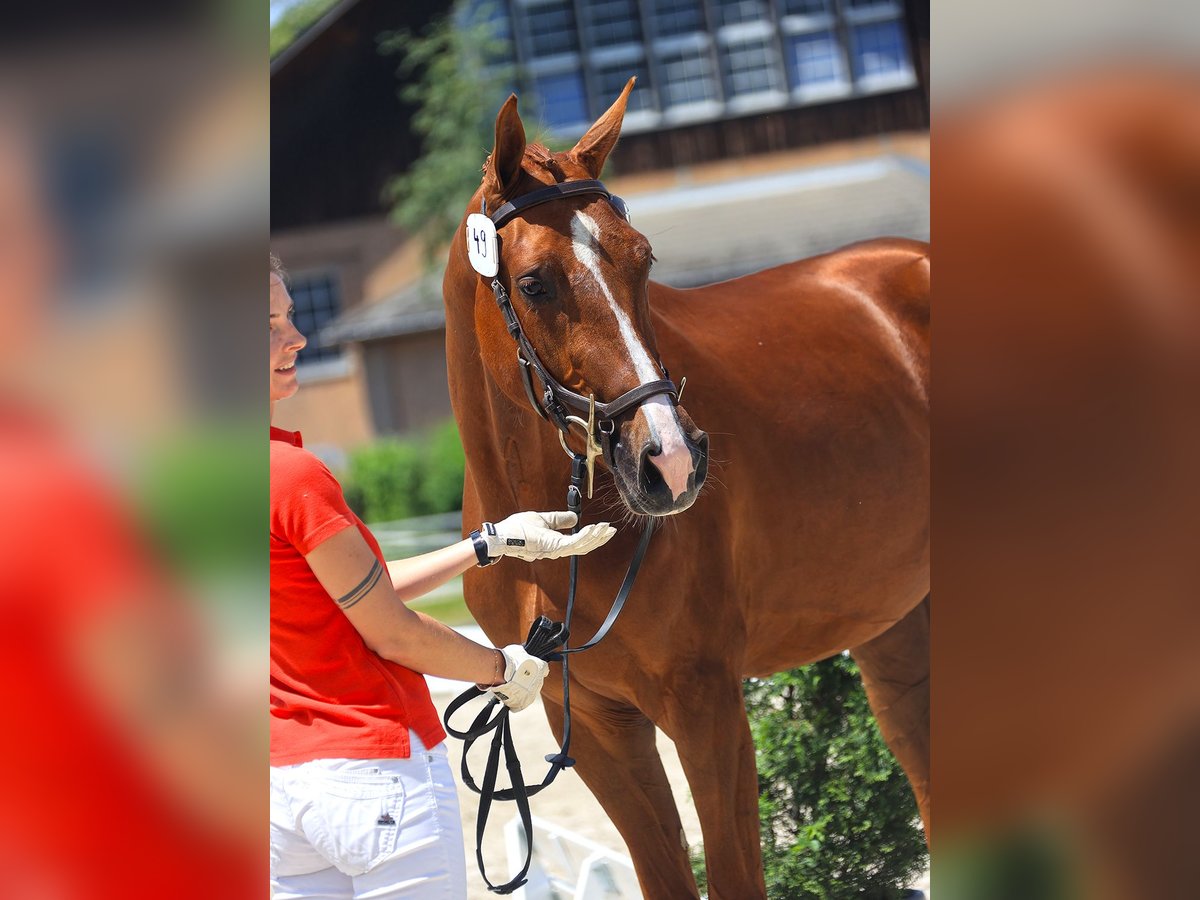 Schweizer Warmblut Stute 3 Jahre 169 cm Fuchs in Unterbach BE