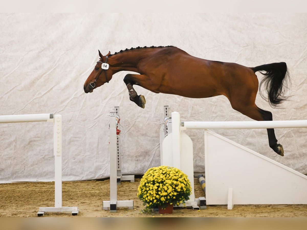 Schweizer Warmblut Stute 4 Jahre 161 cm Brauner in Bern