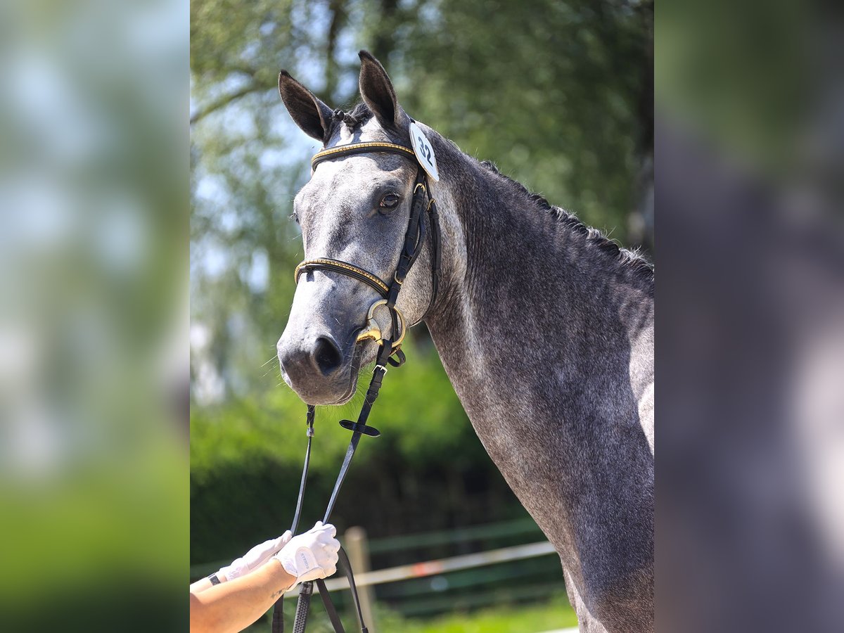 Schweizer Warmblut Stute 4 Jahre 165 cm Schimmel in Unterbach BE