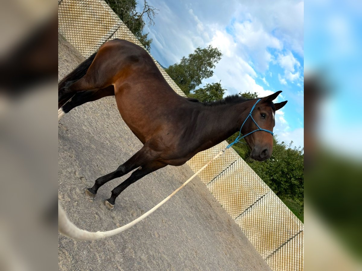 Schweizer Warmblut Stute 4 Jahre 166 cm Brauner in Enggistein