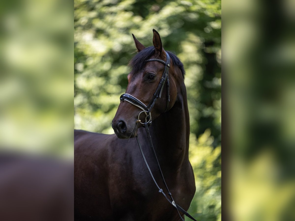 Schweizer Warmblut Stute 5 Jahre 160 cm Dunkelbrauner in Turtmann