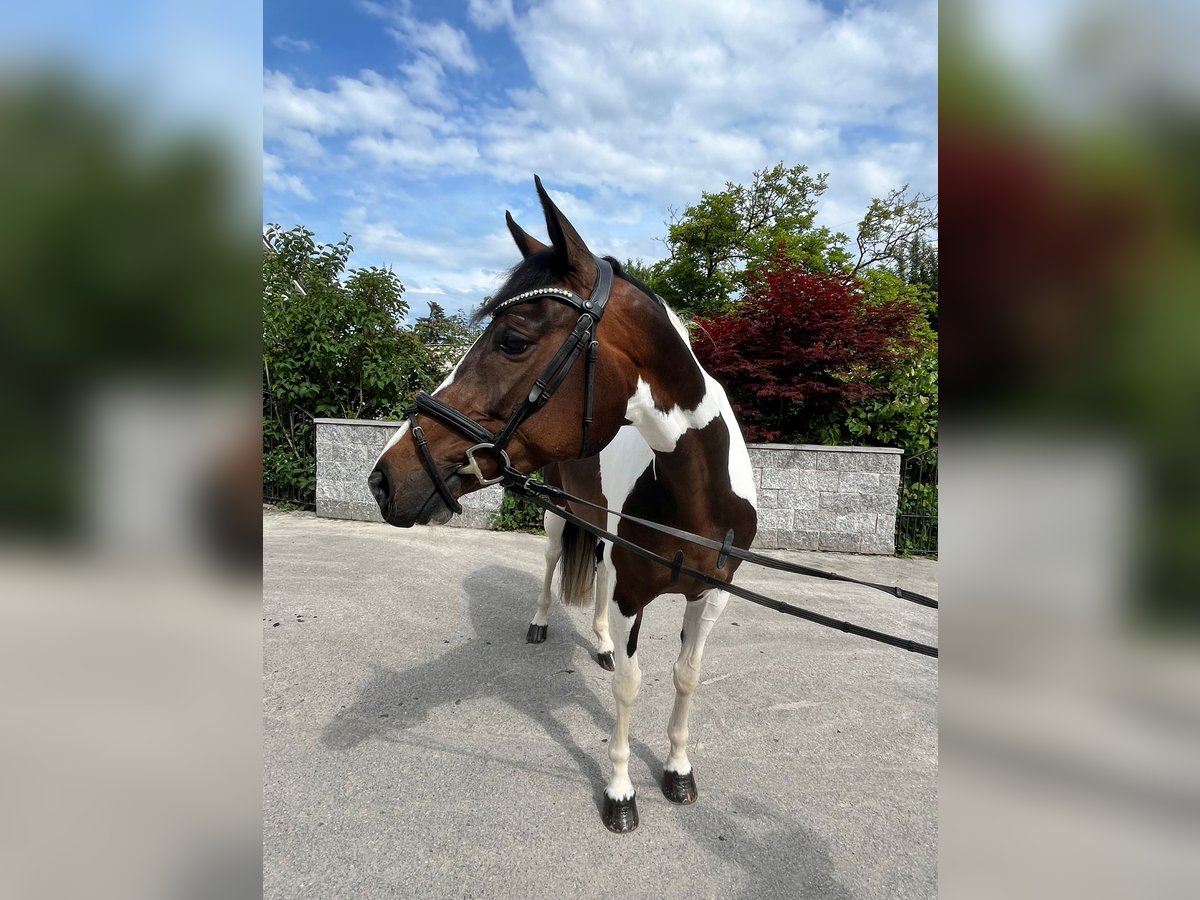 Schweizer Warmblut Stute 5 Jahre in Buchs ZH
