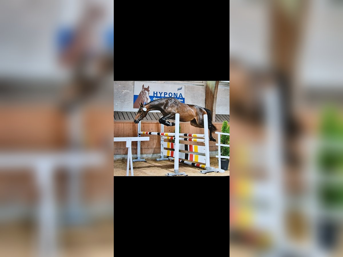 Schweizer Warmblut Stute 6 Jahre 163 cm Dunkelbrauner in Hasle LU