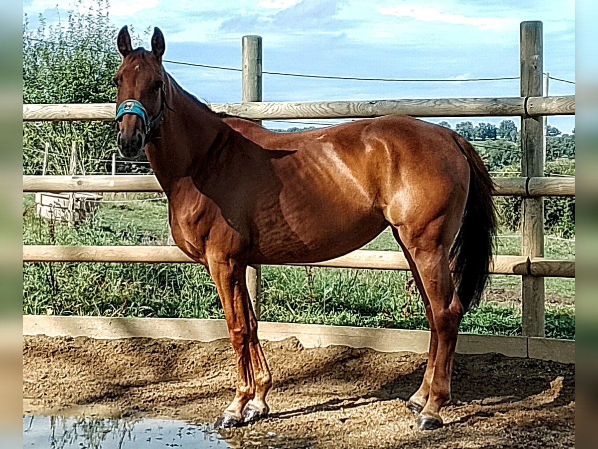 Schweizer Warmblut Stute 6 Jahre 165 cm Fuchs in Céron