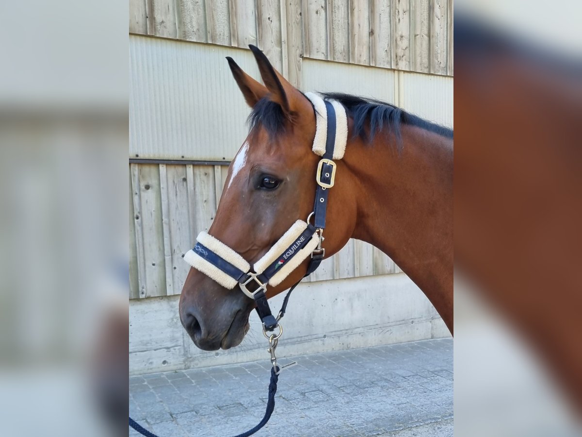 Schweizer Warmblut Stute 6 Jahre 167 cm Brauner in Langenthal