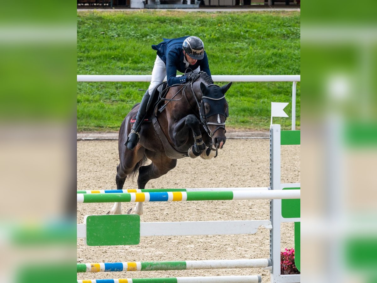 Schweizer Warmblut Stute 6 Jahre Schwarzbrauner in Les Enfers