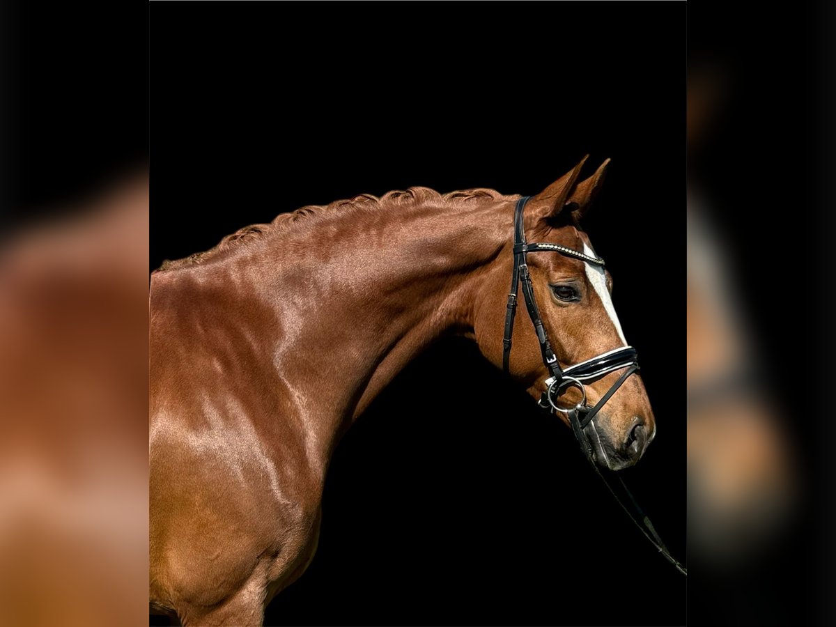Schweizer Warmblut Stute 7 Jahre 166 cm Fuchs in Renningen