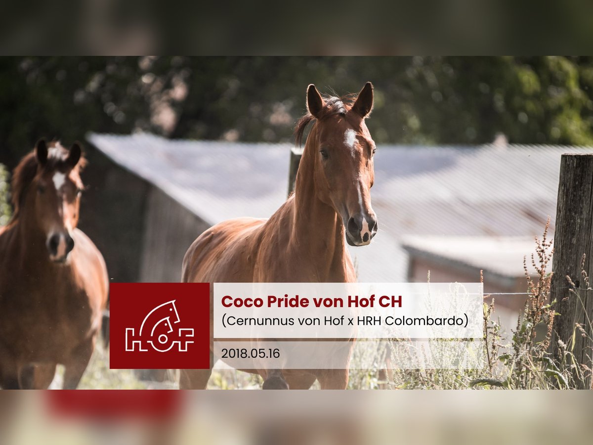 Schweizer Warmblut Stute 7 Jahre Brauner in Oberkirch LU