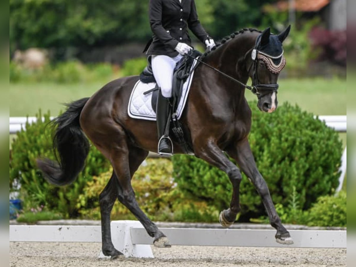 Schweizer Warmblut Stute 8 Jahre Dunkelbrauner in Fehraltorf