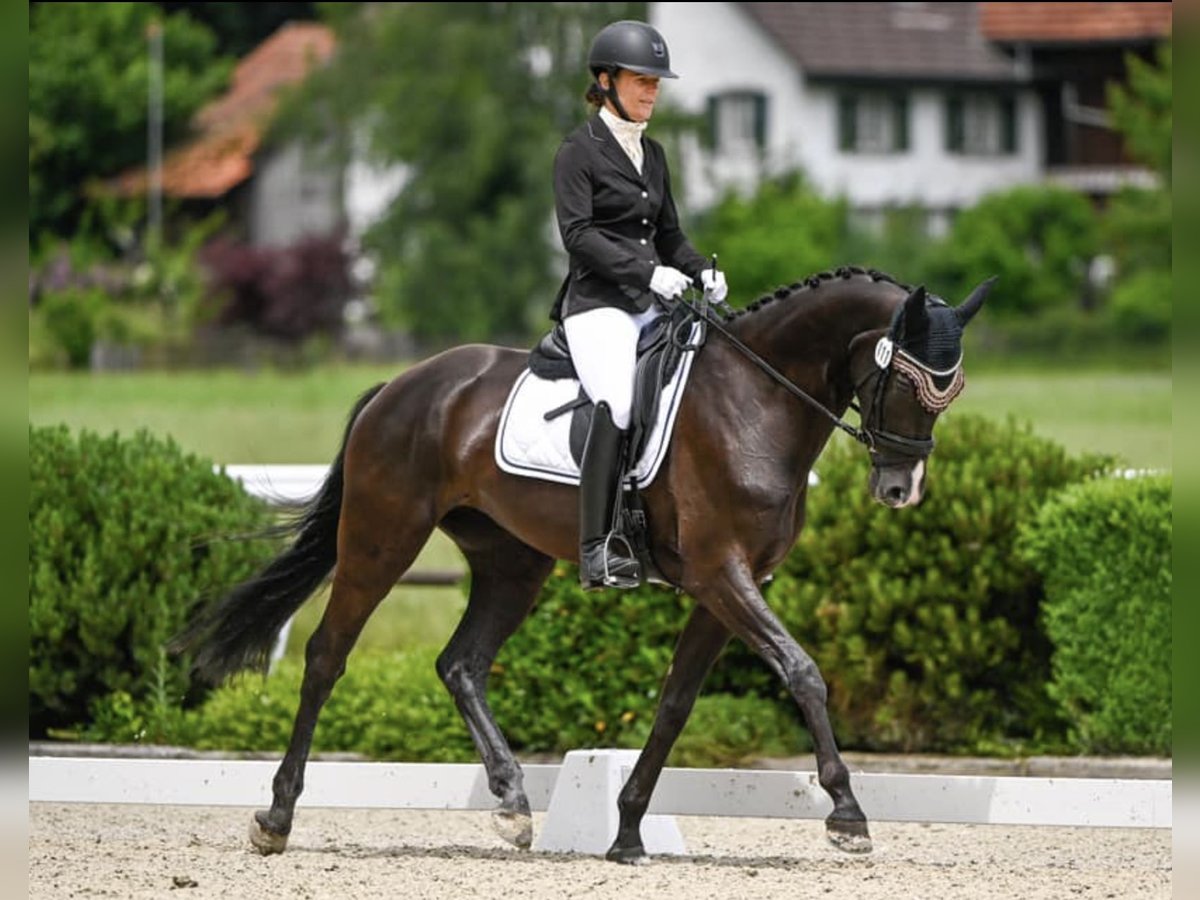 Schweizer Warmblut Stute 9 Jahre 168 cm Dunkelbrauner in Fehraltorf