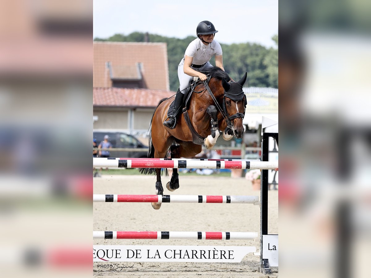 Schweizer Warmblut Stute 9 Jahre 172 cm Brauner in Zielebach
