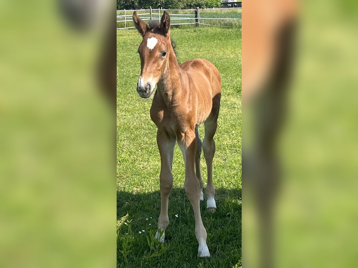 Schweizer Warmblut Stute  Brauner in Kyburg-Buchegg