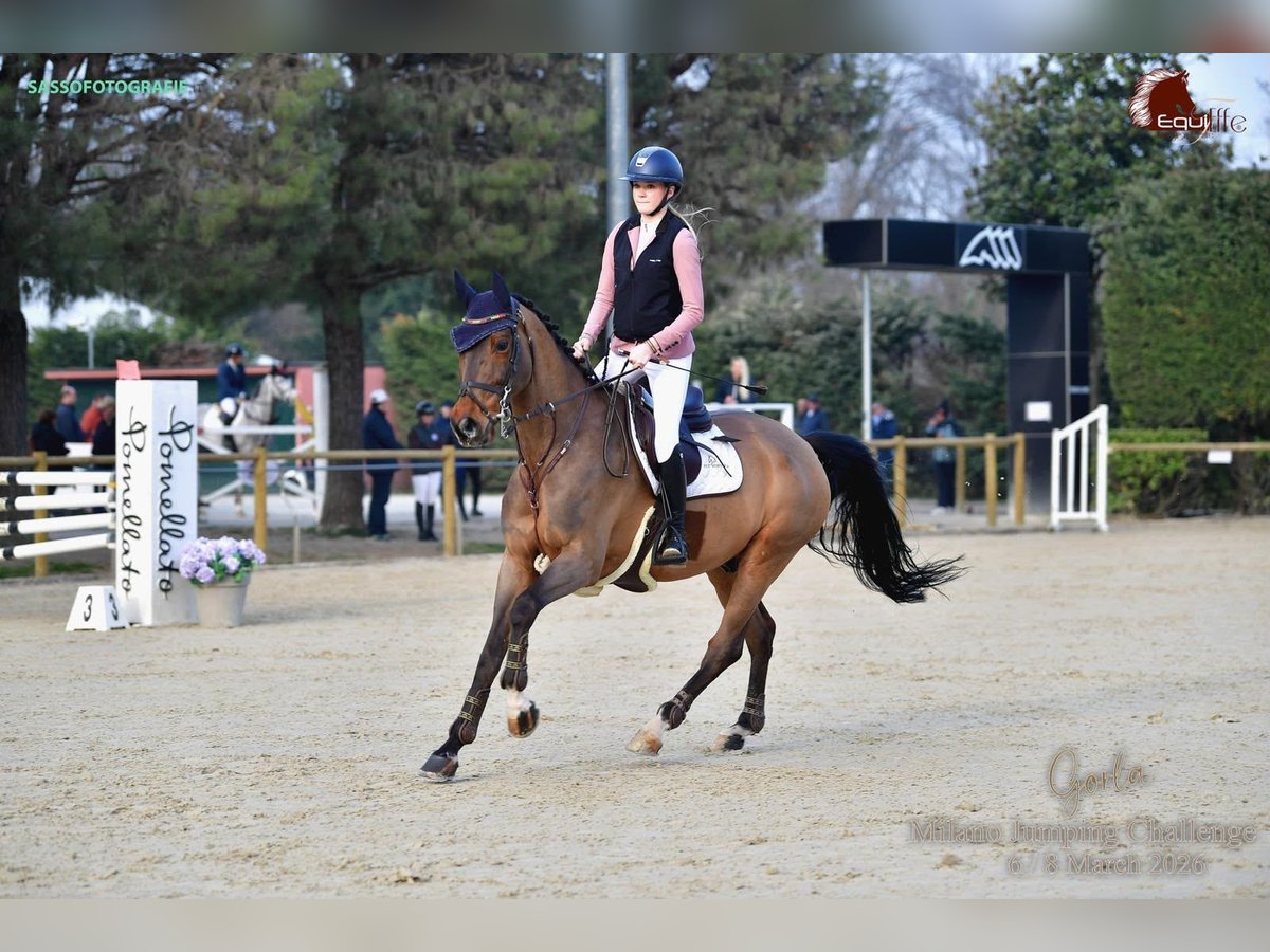 Schweizer Warmblut, Wallach in Ulm