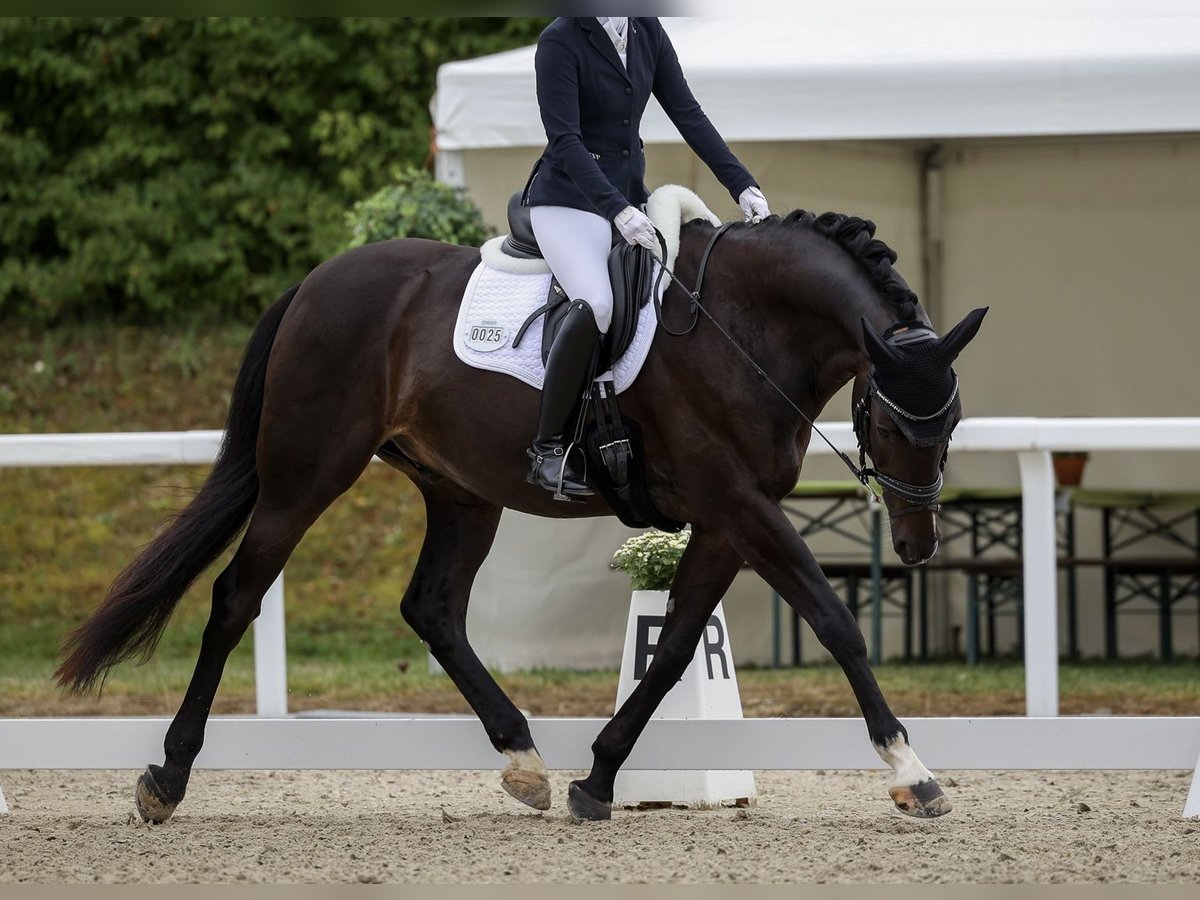 Schweizer Warmblut Wallach 10 Jahre 168 cm Dunkelbrauner in Fehraltorf