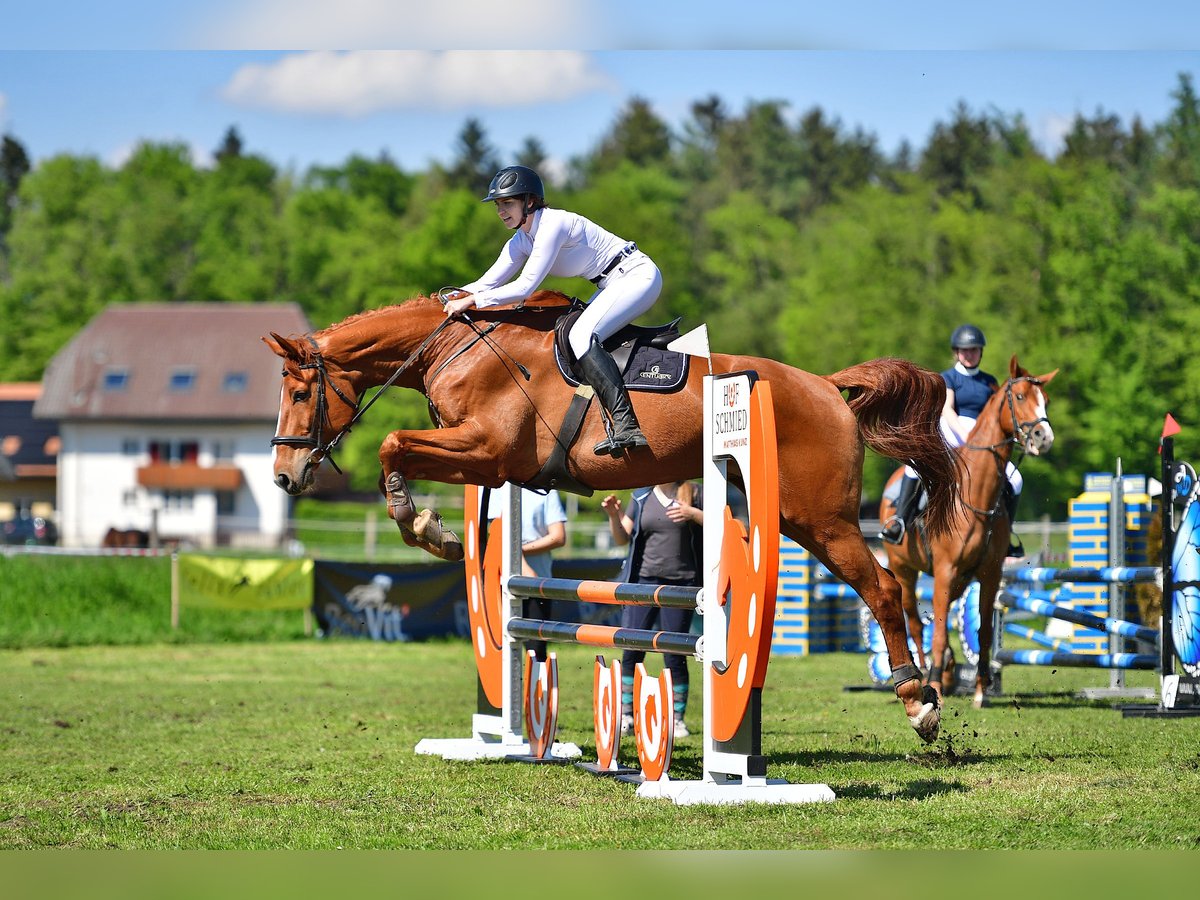 Schweizer Warmblut Wallach 10 Jahre 185 cm Fuchs in Spiegel b. Bern