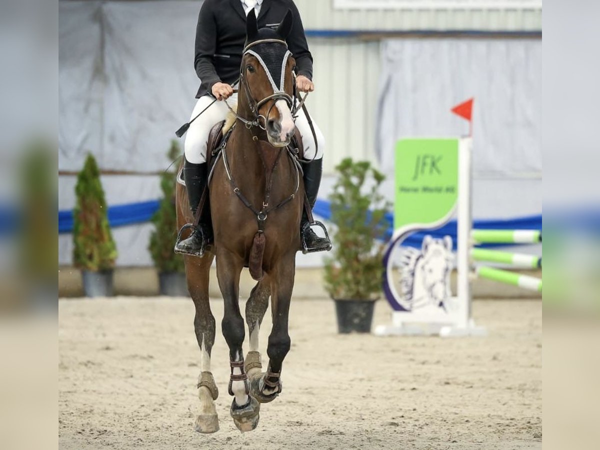 Schweizer Warmblut Wallach 11 Jahre 180 cm Brauner in Dinhard