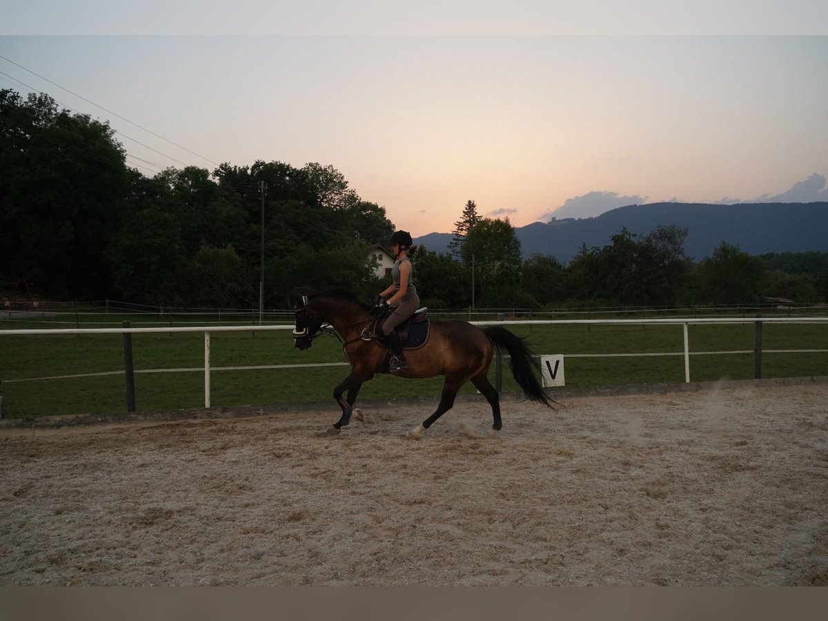 Schweizer Warmblut Wallach 12 Jahre 160 cm Dunkelbrauner in Unterkulm