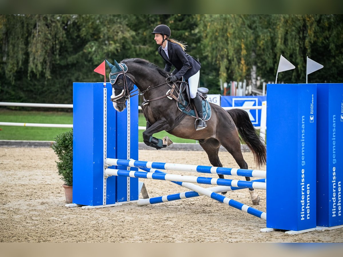 Schweizer Warmblut Wallach 12 Jahre 160 cm Dunkelbrauner in Unterkulm