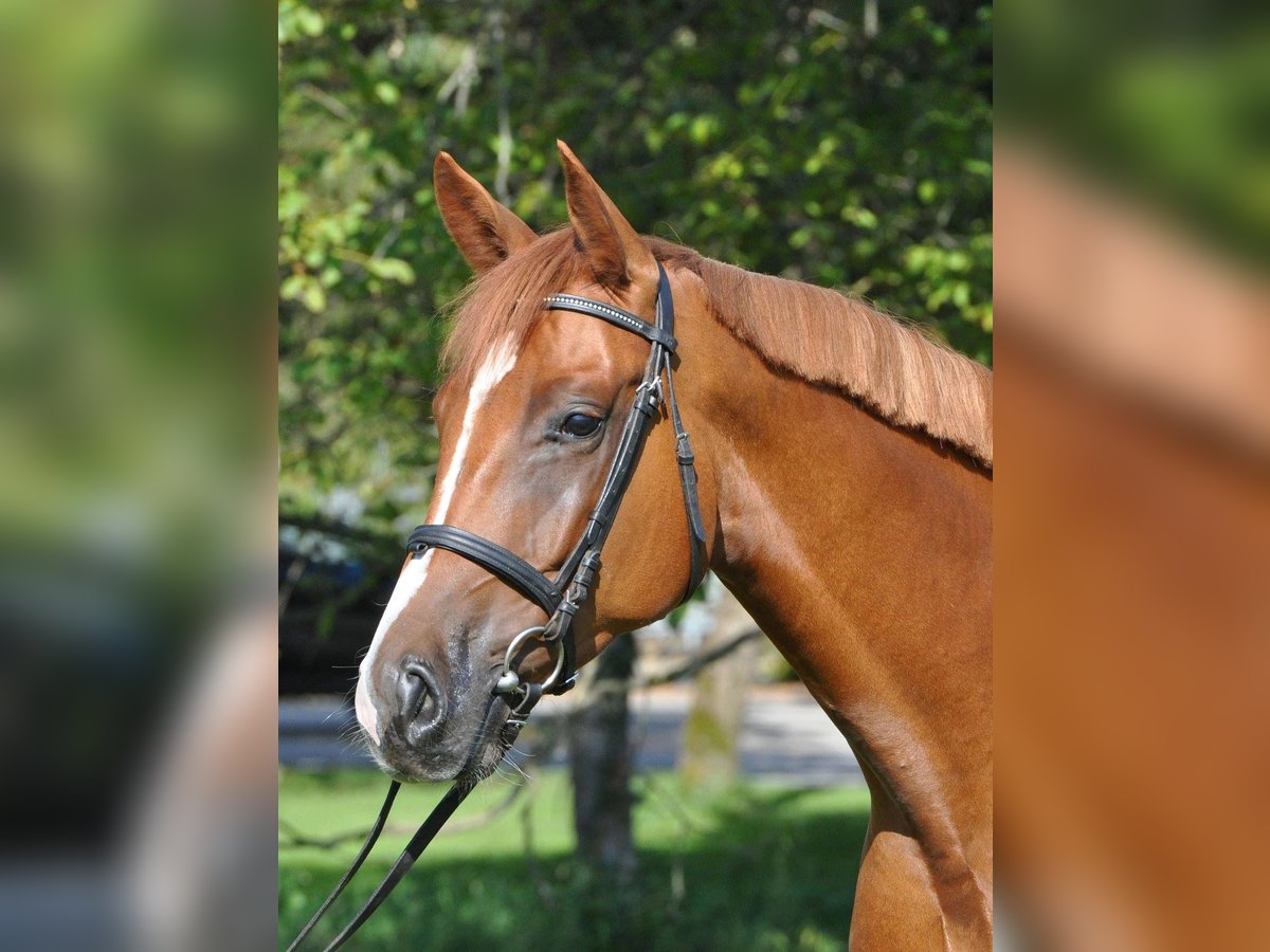 Schweizer Warmblut Wallach 12 Jahre Fuchs in Sax