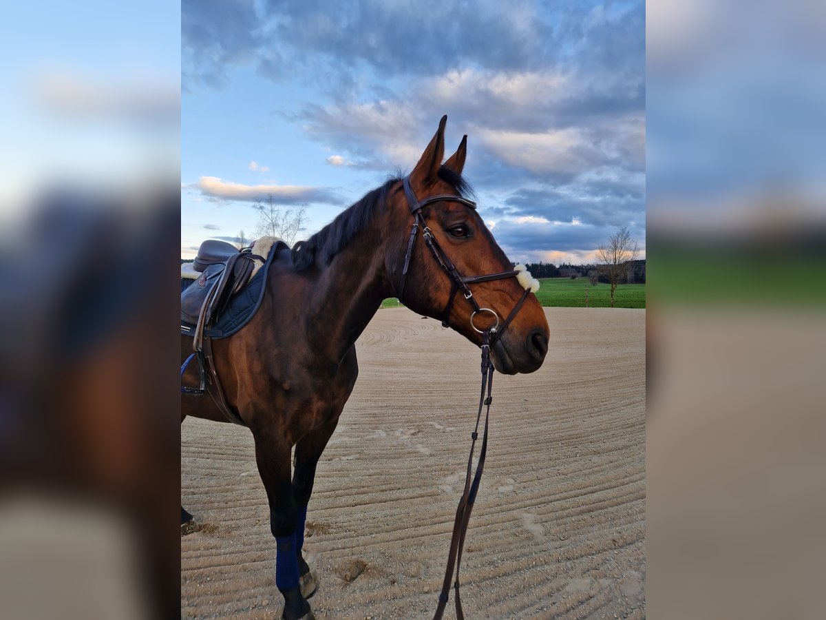 Schweizer Warmblut Wallach 13 Jahre 162 cm Brauner in Hittnau
