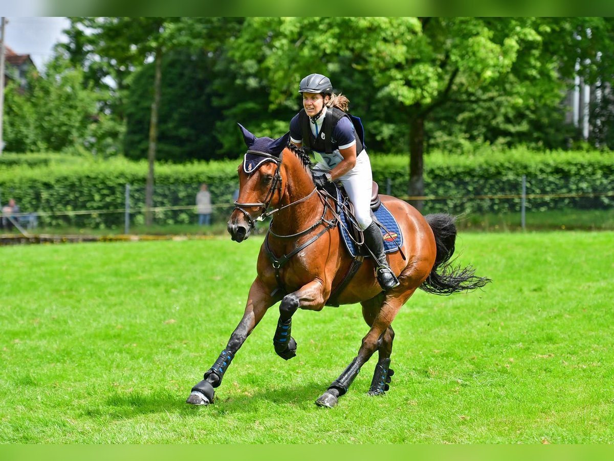 Schweizer Warmblut Wallach 13 Jahre 162 cm Brauner in M&#xFC;nsingen