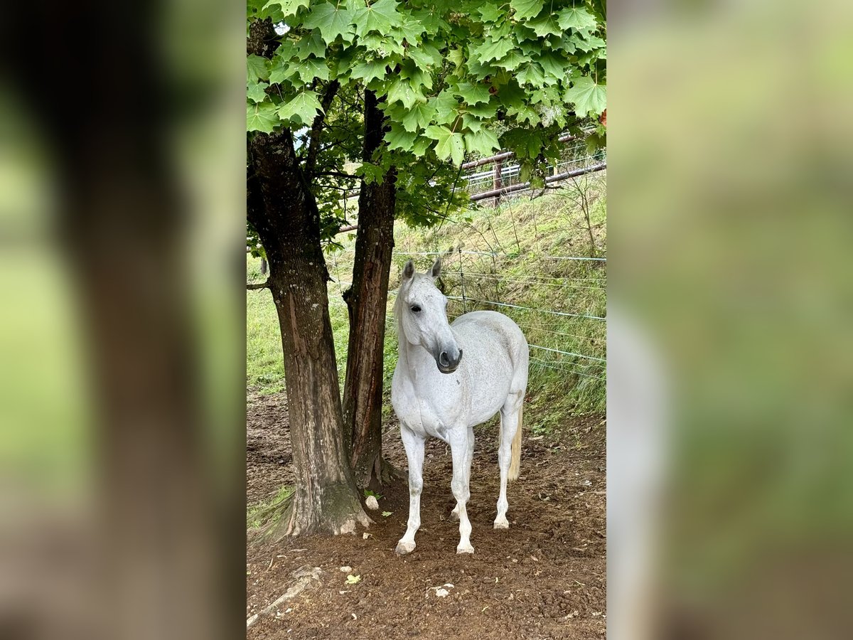 Schweizer Warmblut Wallach 13 Jahre 165 cm Schimmel in Waldshut-Tiengen