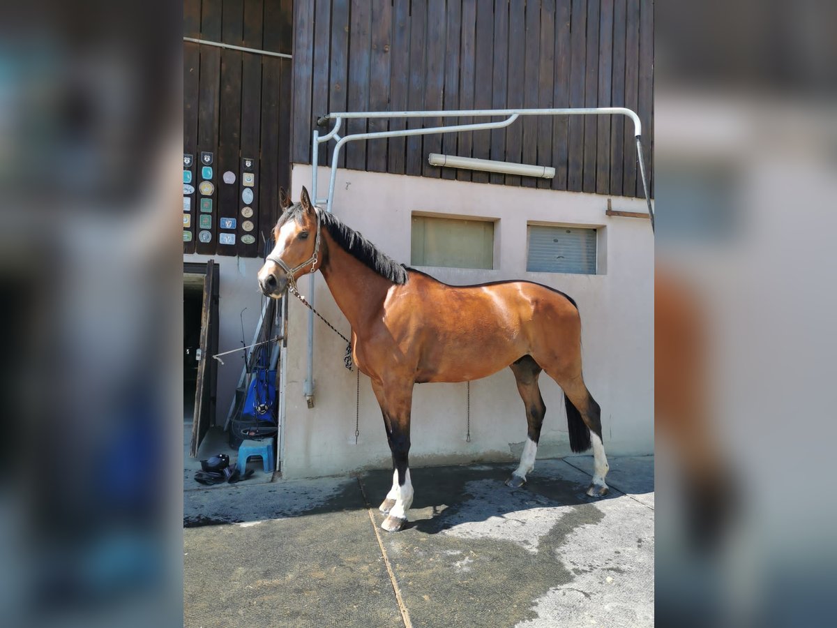 Schweizer Warmblut Wallach 13 Jahre 175 cm Brauner in Arisdorf