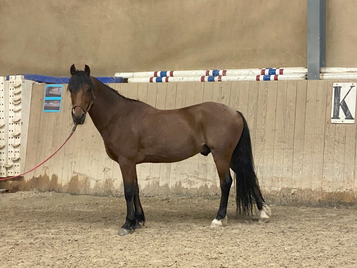 Schweizer Warmblut Wallach 15 Jahre 141 cm Brauner in B&#xE4;tterkinden