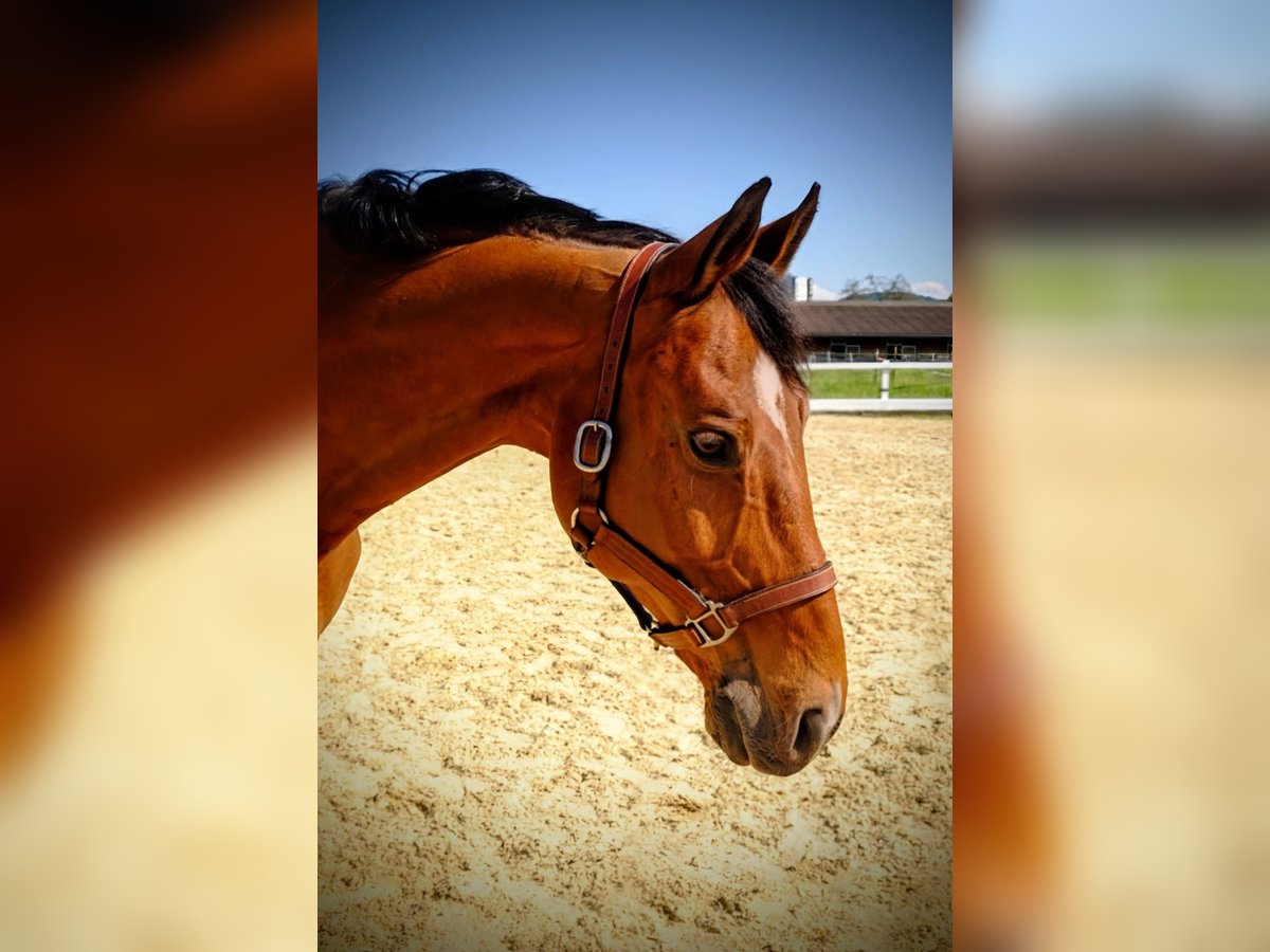 Schweizer Warmblut Wallach 15 Jahre 165 cm Brauner in Dietikon