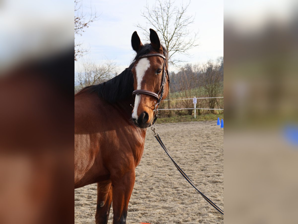 Schweizer Warmblut Wallach 15 Jahre 167 cm Brauner in Wilihof