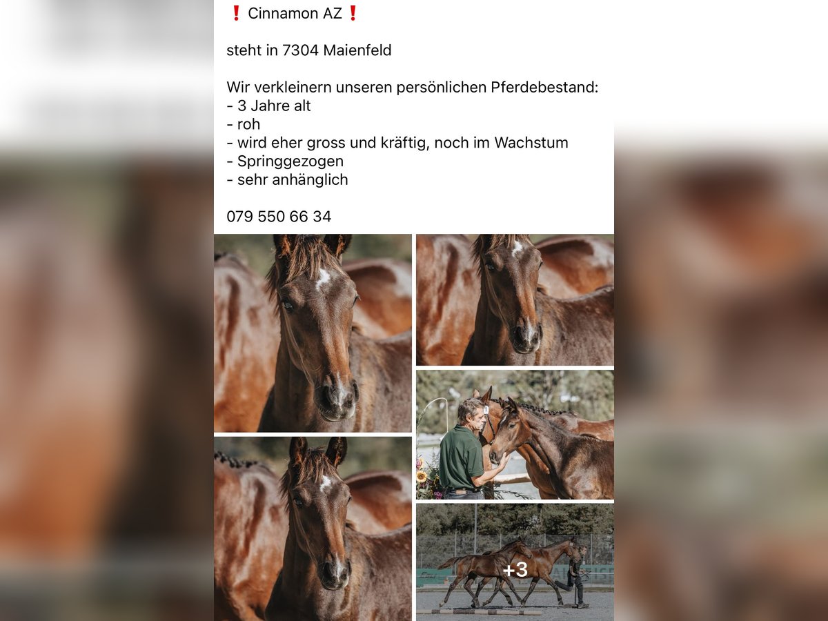 Schweizer Warmblut Wallach 2 Jahre 162 cm Dunkelbrauner in Maienfeld