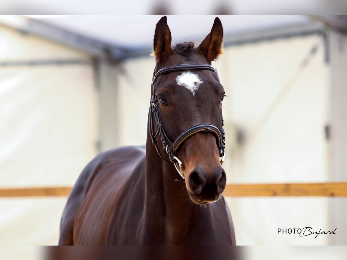 Schweizer Warmblut Wallach 3 Jahre 168 cm Dunkelbrauner in SchwarzenburgSchwarzenburg