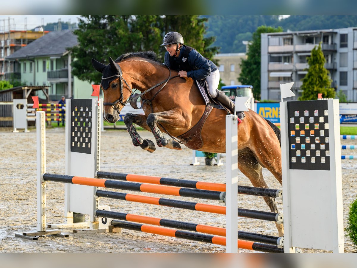 Schweizer Warmblut Wallach 4 Jahre 169 cm Brauner in Büren an der  aare