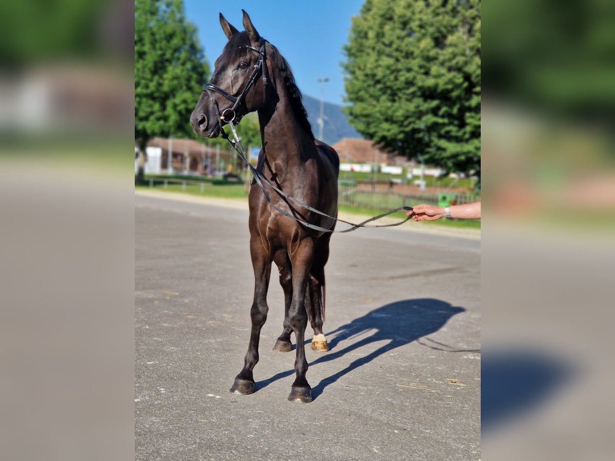 Schweizer Warmblut Wallach 4 Jahre 180 cm Rappe in Champoz