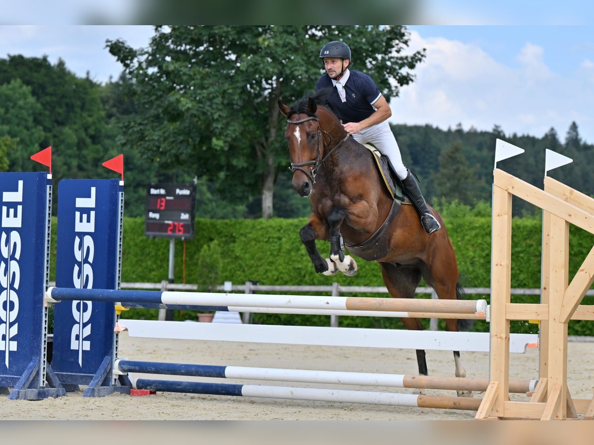 Schweizer Warmblut Wallach 4 Jahre Brauner in Gohl