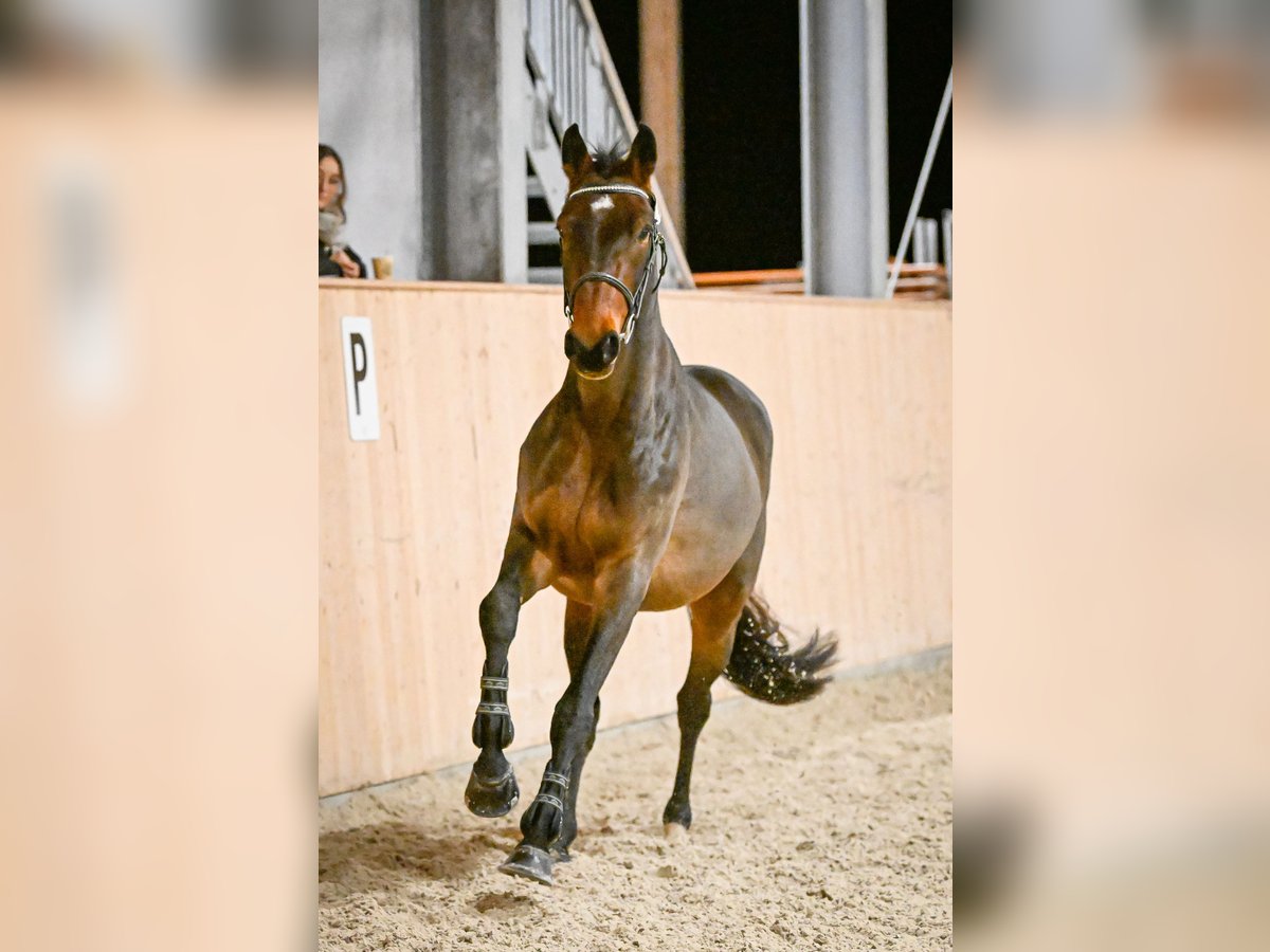 Schweizer Warmblut Wallach 5 Jahre 165 cm Dunkelbrauner in M&#xFC;nsingen