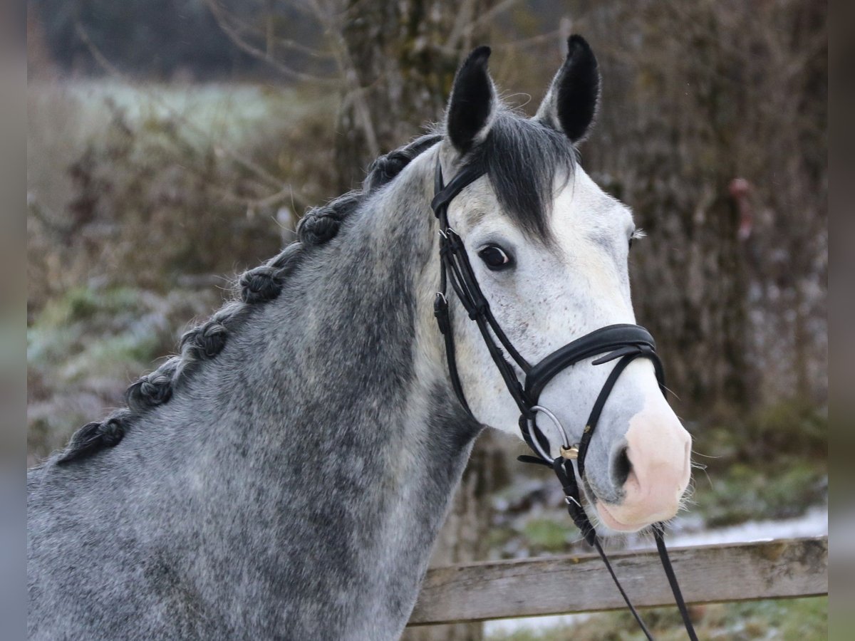 Schweizer Warmblut Wallach 5 Jahre 165 cm Schimmel in Bad D&#xFC;rrheim