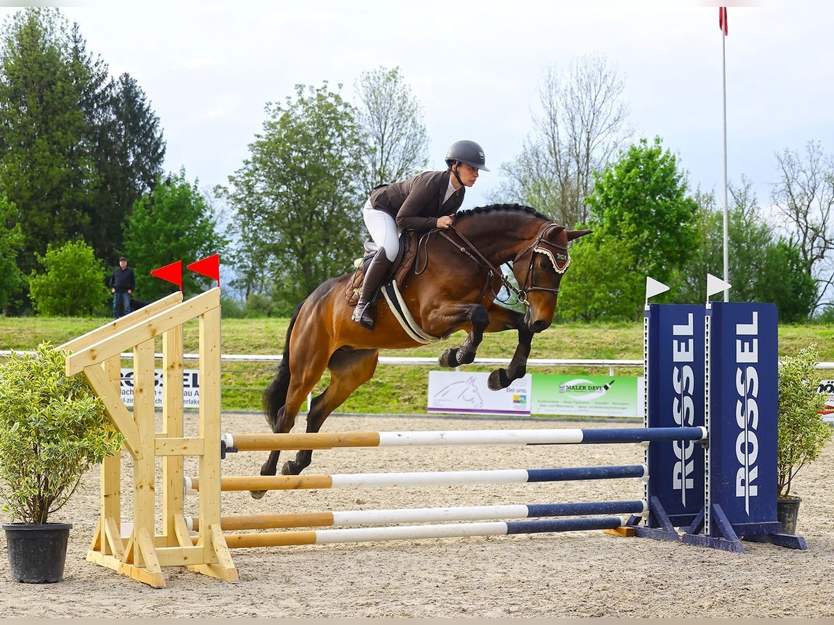 Schweizer Warmblut Wallach 5 Jahre 169 cm Brauner in Kyburg-Buchegg